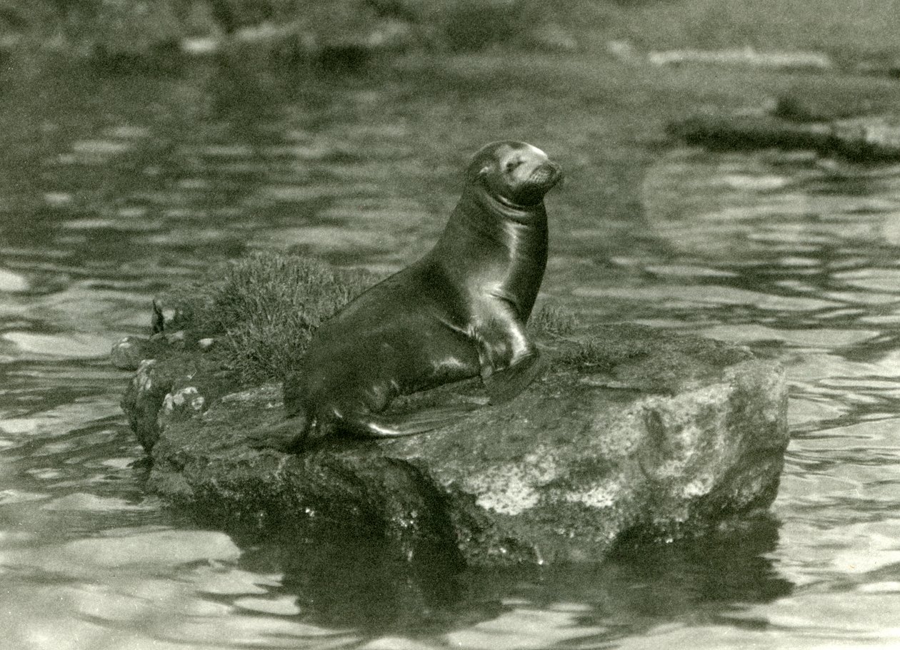 Un joven león marino californiano sentado en una roca en su piscina en el Zoológico de Londres, octubre de 1923 de Frederick William Bond