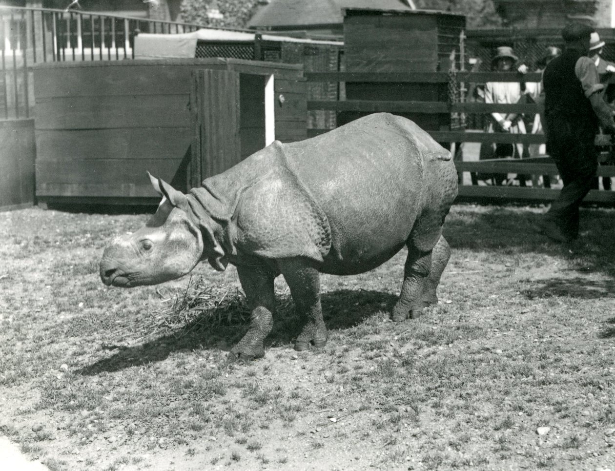 Un joven rinoceronte indio en el Zoológico de Londres, junio de 1922 de Frederick William Bond