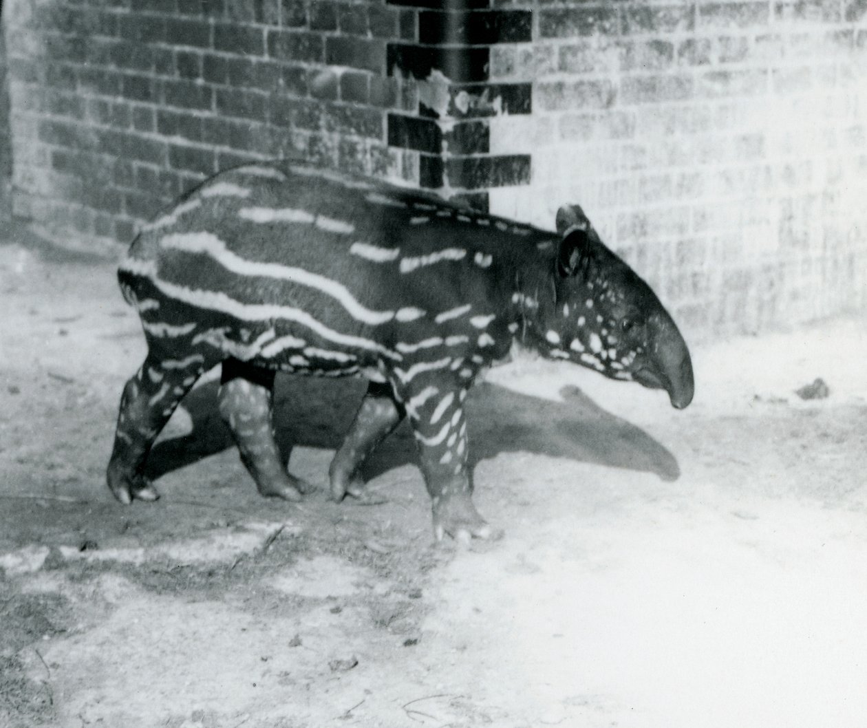 Un joven tapir malayo en el zoológico de Londres, 5 de octubre de 1921 de Frederick William Bond