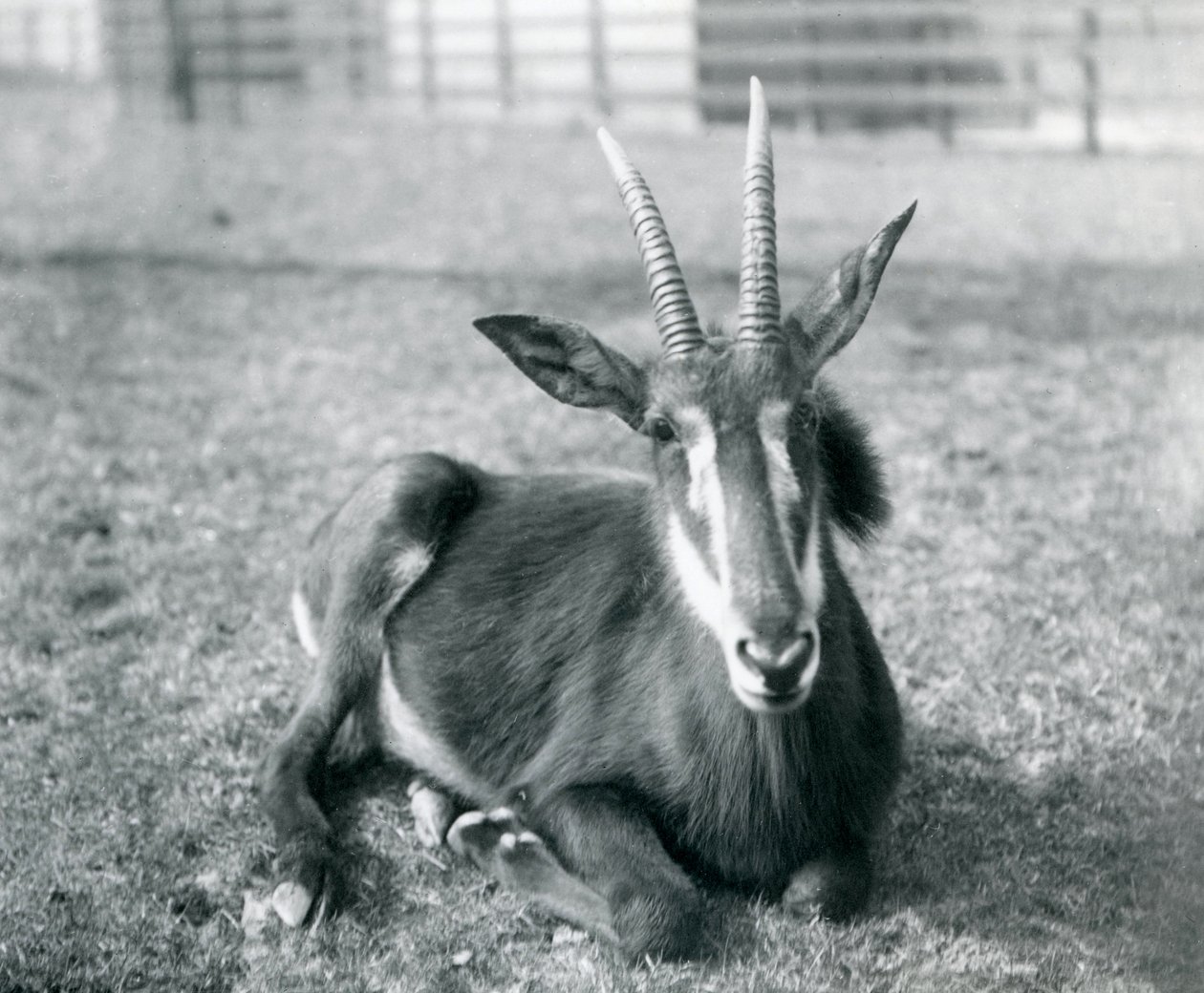 Un joven antílope sable sentado en el zoológico de Londres, c.1912 de Frederick William Bond
