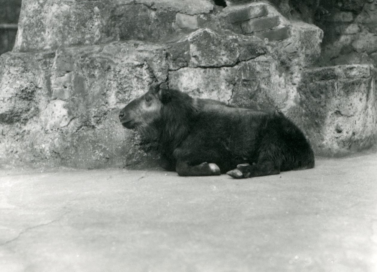 Un joven Takin, también conocido como Chamois de Ganado o Cabra Gnu, Zoológico de Londres, abril de 1923 de Frederick William Bond