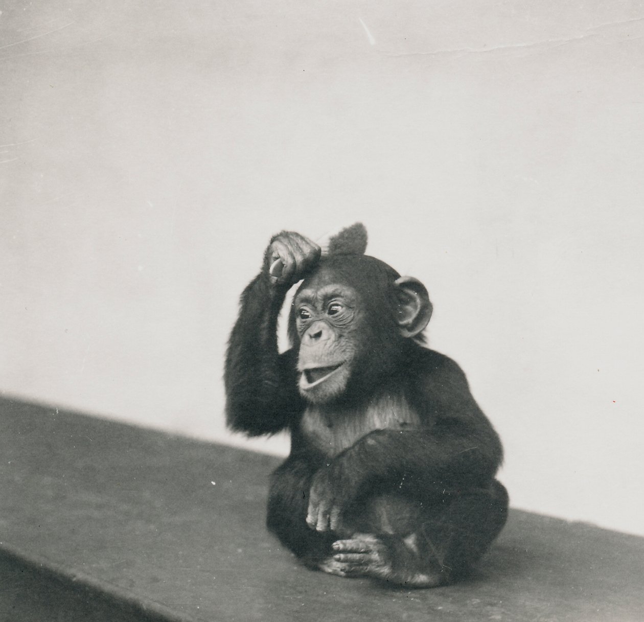 Un joven chimpancé, Johnnie, jugando con un cepillo, 1923 de Frederick William Bond
