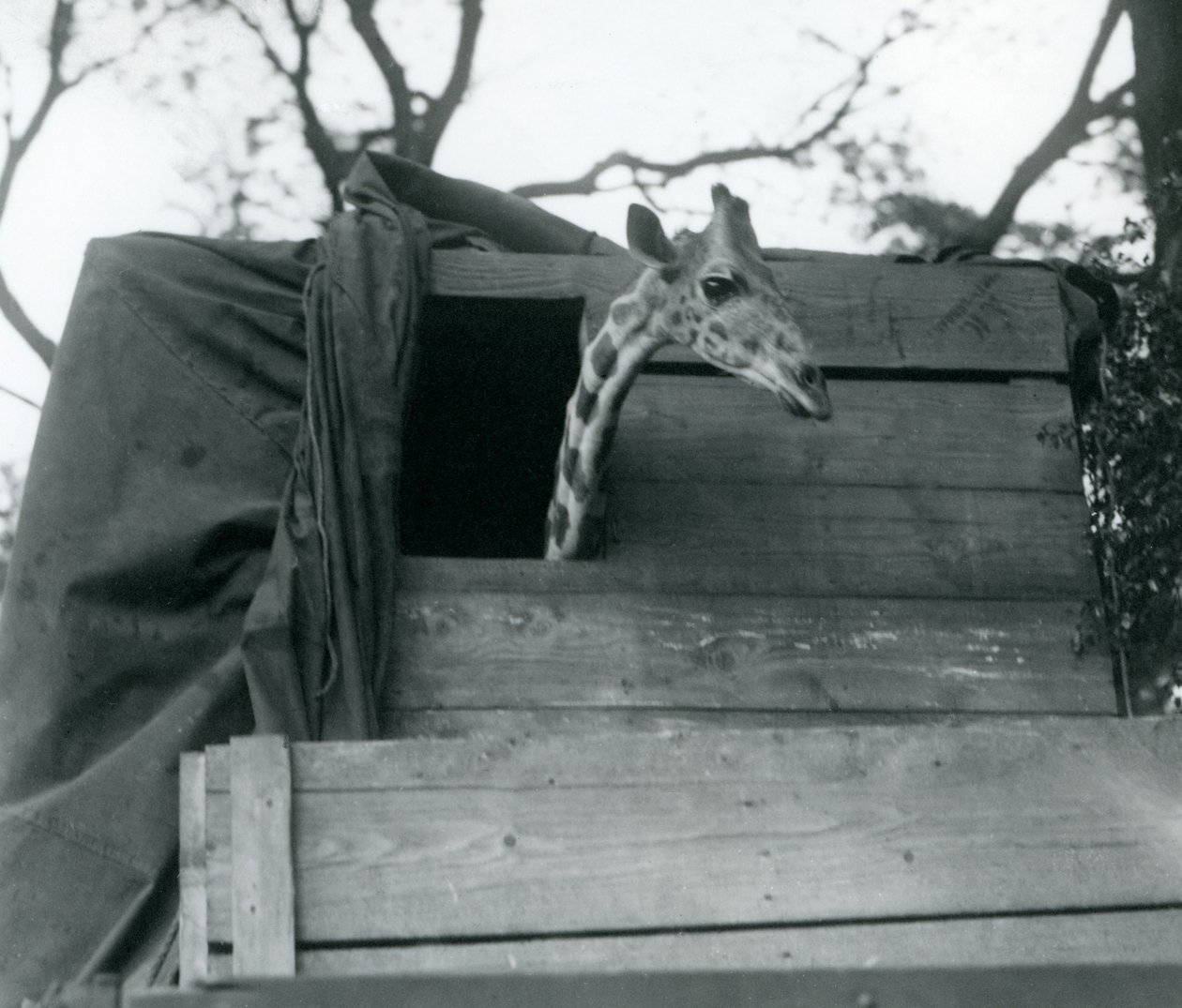 Una joven jirafa llegando al Zoológico de Londres, mayo de 1923 de Frederick William Bond