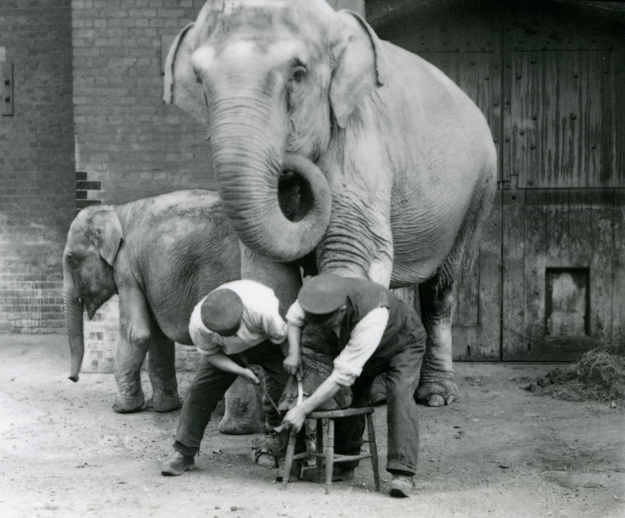 Elefante indio hembra adulta, Assam Lukhi con el cuidador Charles Eyles, recibiendo un corte de uñas en el Zoológico de Londres, septiembre de 1923 de Frederick William Bond