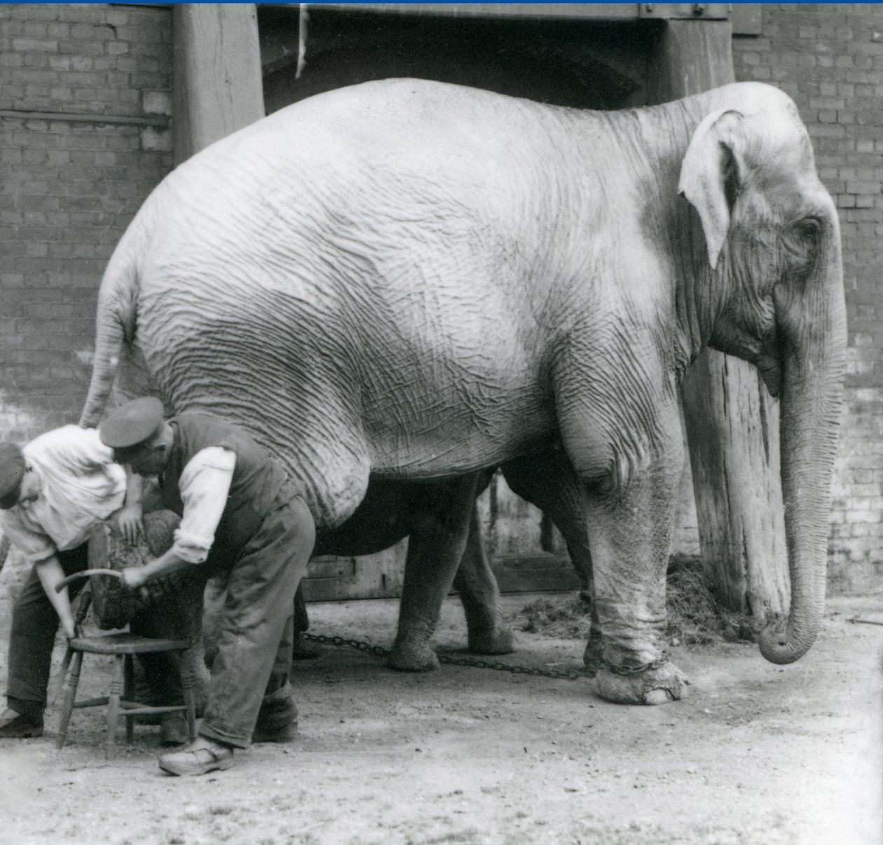 Elefante indio hembra adulta, Assam Lukhi con el cuidador Charles Eyles, recibiendo un corte de uñas en el Zoológico de Londres, septiembre de 1923 de Frederick William Bond
