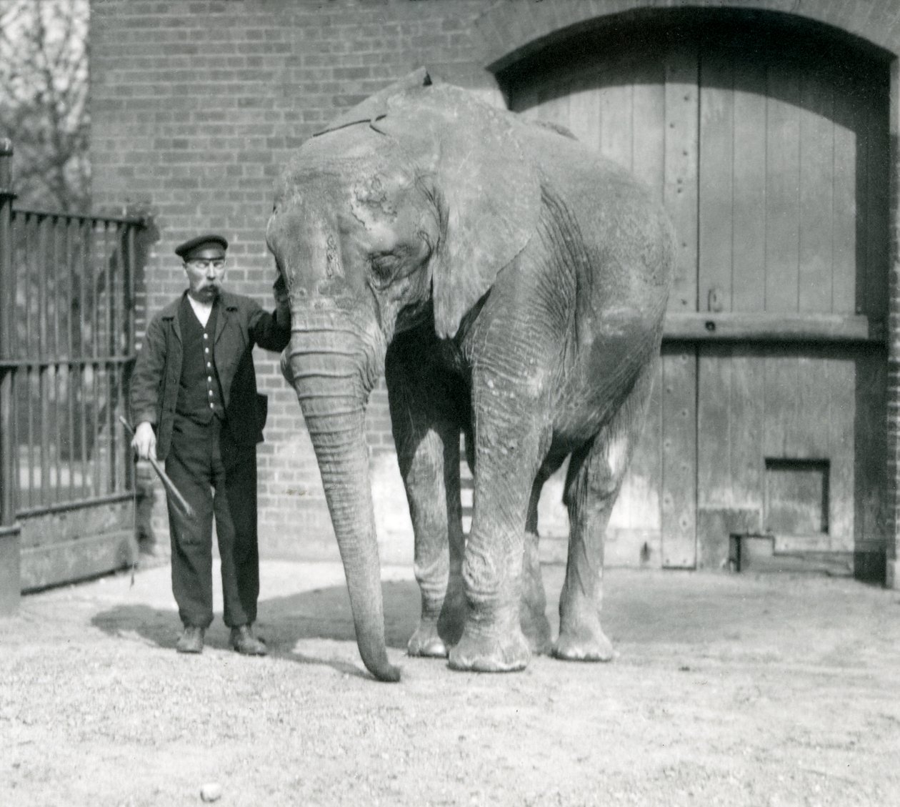 Elefante africano, 