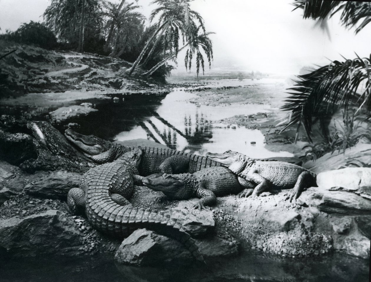Caimanes, en un escenario panorámico, en el Zoológico de Londres, 1928 de Frederick William Bond