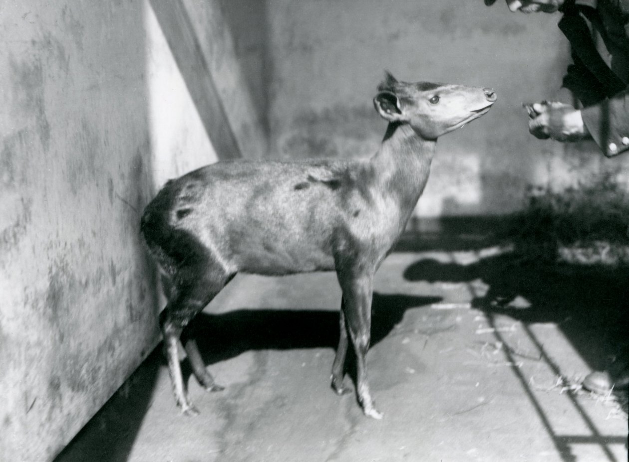 Un Duiker de Abbott en el Zoológico de Londres, abril de 1922 de Frederick William Bond
