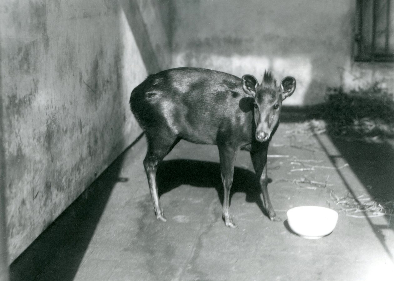 Un duiker de Abbott en el zoológico de Londres, abril de 1922 de Frederick William Bond