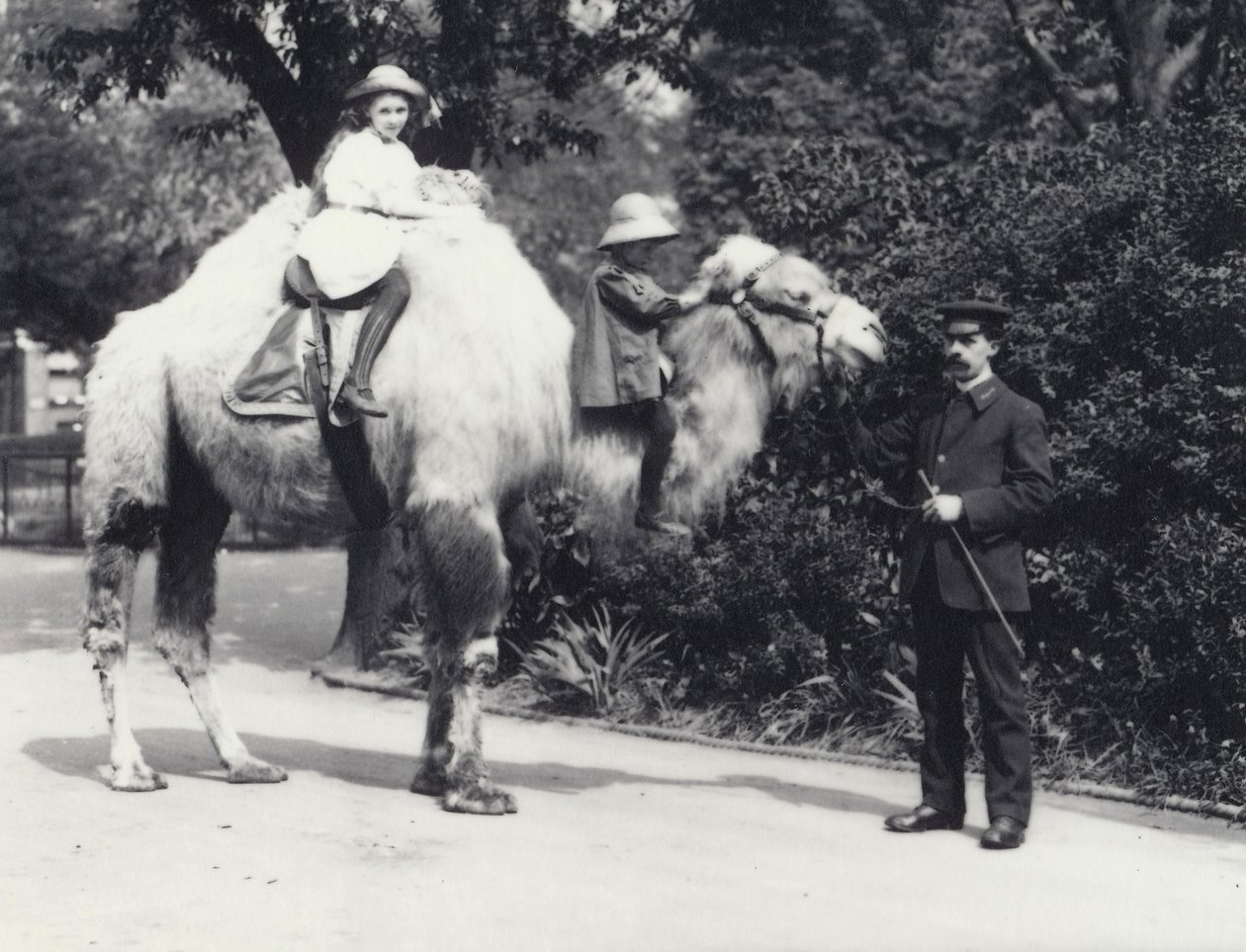Un camello árabe con cuidador montado por dos niños, una niña en su joroba y un niño más pequeño en su cuello, Zoológico de Londres, mayo de 1914 de Frederick William Bond