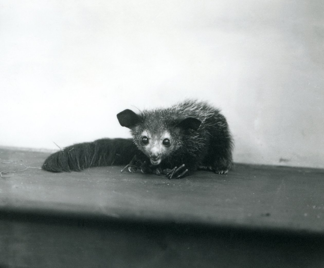 Un aye-aye en el zoológico de Londres, octubre de 1913 de Frederick William Bond