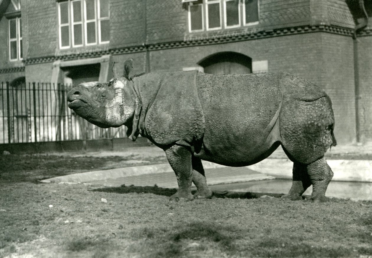 Un rinoceronte indio en el zoológico de Londres, octubre de 1922 de Frederick William Bond