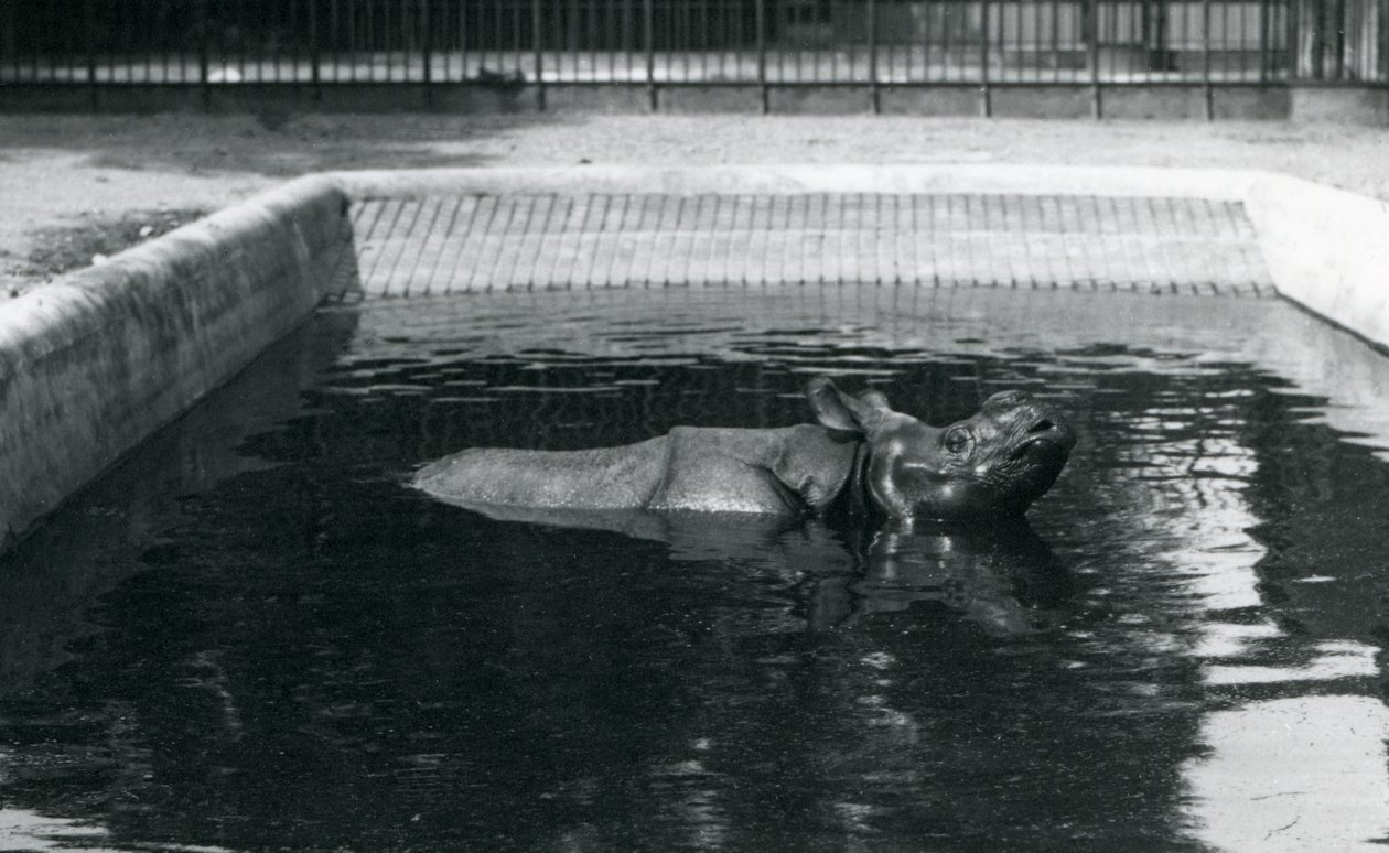Un rinoceronte indio en su piscina en el Zoológico de Londres, julio de 1914 de Frederick William Bond