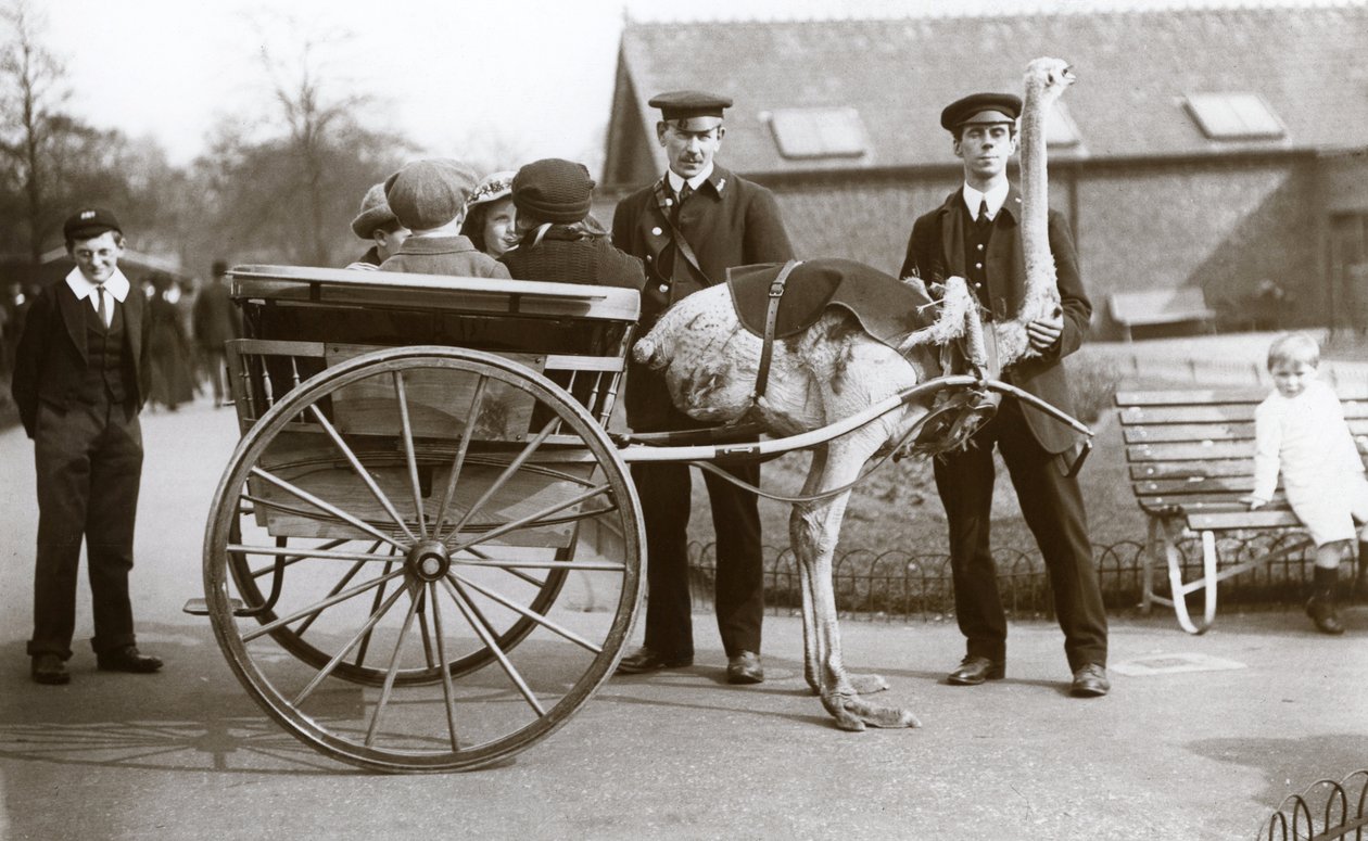 Un Paseo en Carro de Avestruz con Niños y los Guardianes George Blore y William Dexter en el Zoológico de Londres, c.1913 de Frederick William Bond