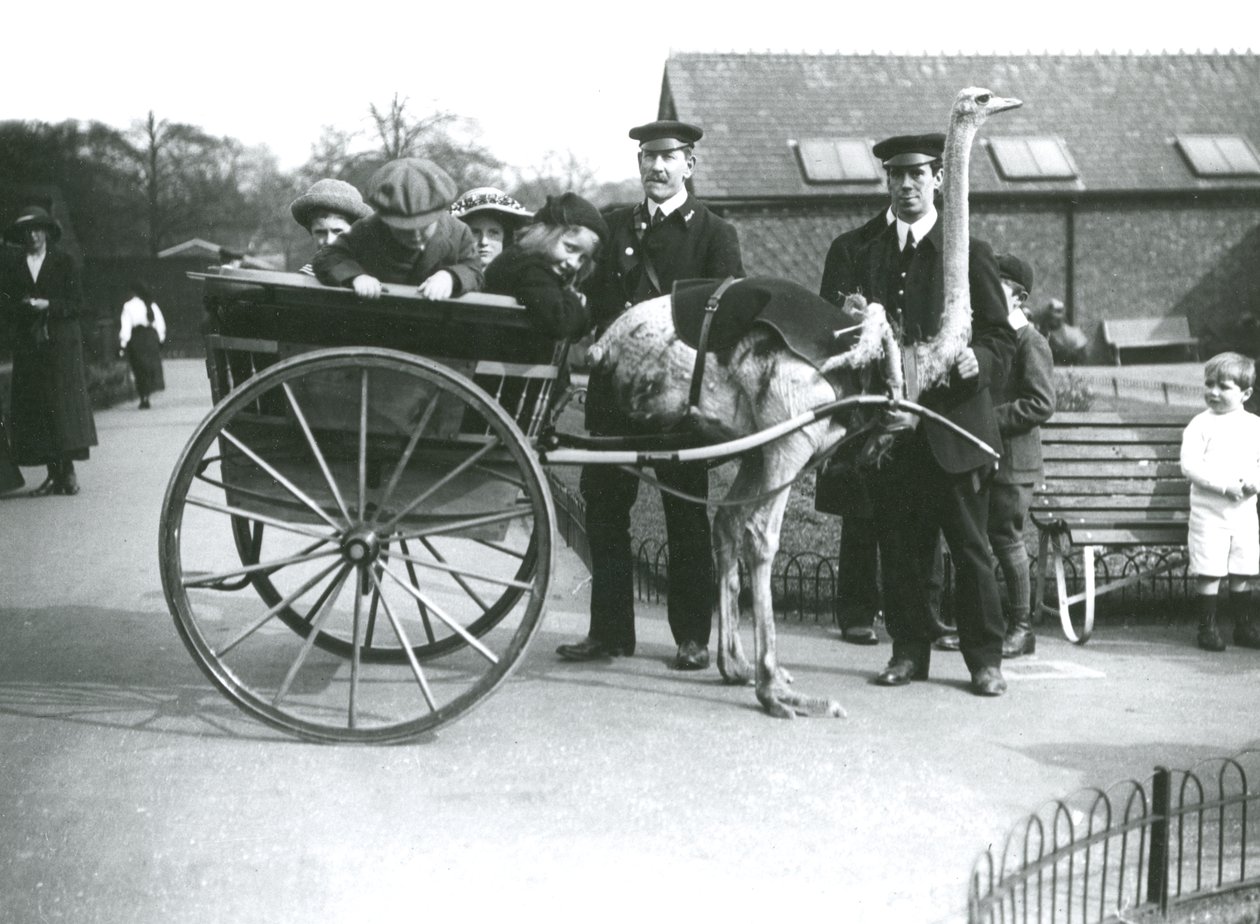 Un paseo en carro de avestruz con niños y cuidadores George Blore y William Dexter en el Zoológico de Londres, c.1913 de Frederick William Bond