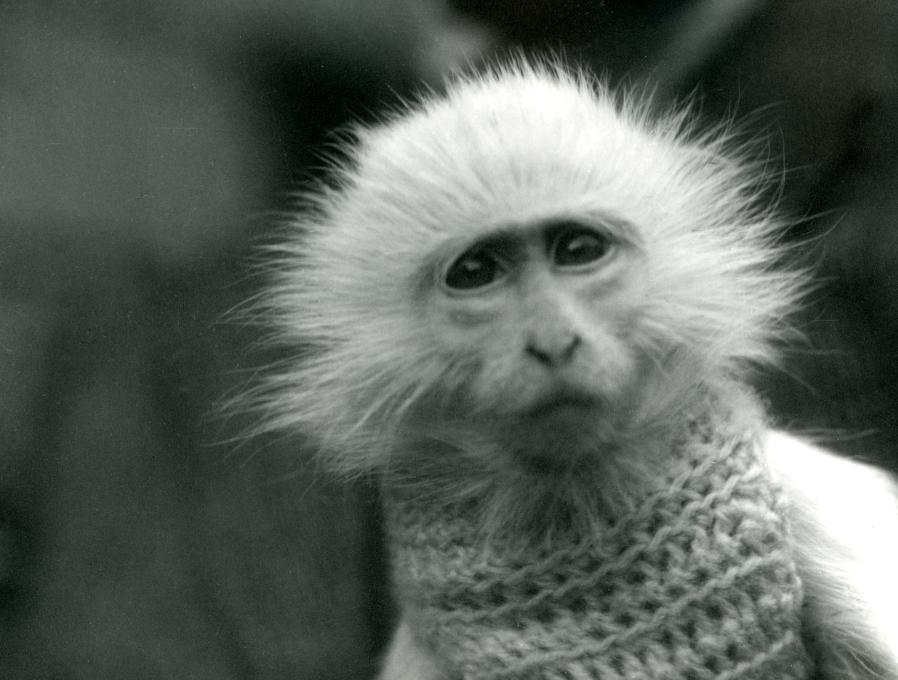 Un mono albino del Viejo Mundo, género Ceropithecus, con un suéter en el zoológico de Londres en julio de 1922 de Frederick William Bond