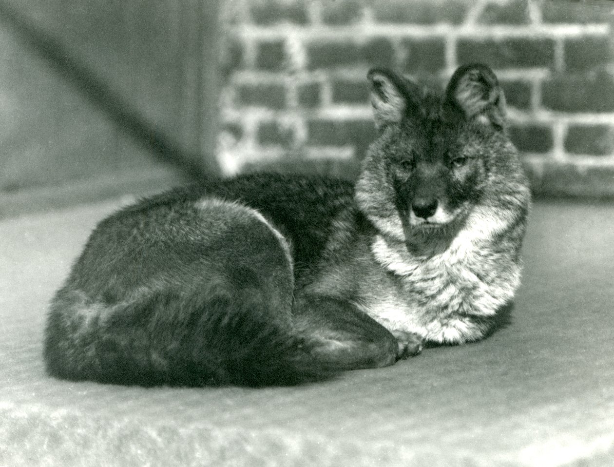 Un perro salvaje asiático o dhole en peligro de extinción descansando en el Zoológico de Londres, 1923 de Frederick William Bond