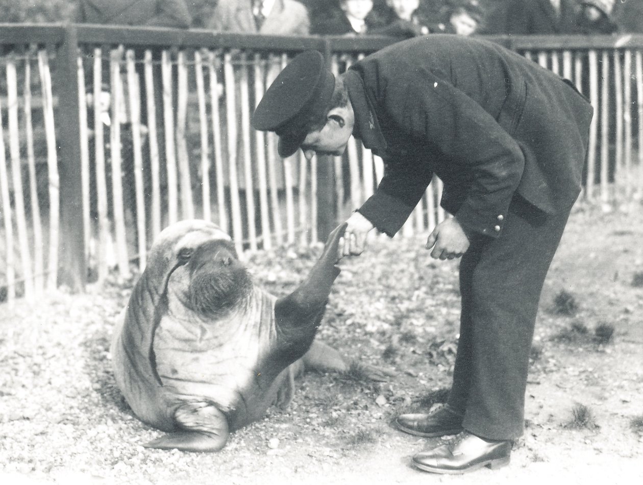 Andy la morsa en el Zoológico de Londres, 1925 de Frederick William Bond
