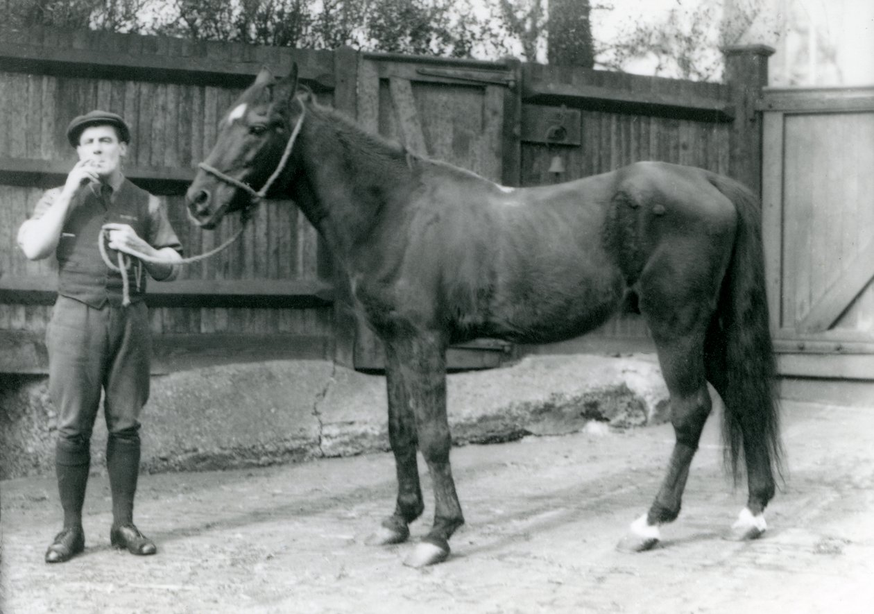 El semental árabe Dwarka con Pony Moore, un conductor de furgoneta de caballos, Zoológico de Londres, 1921 de Frederick William Bond