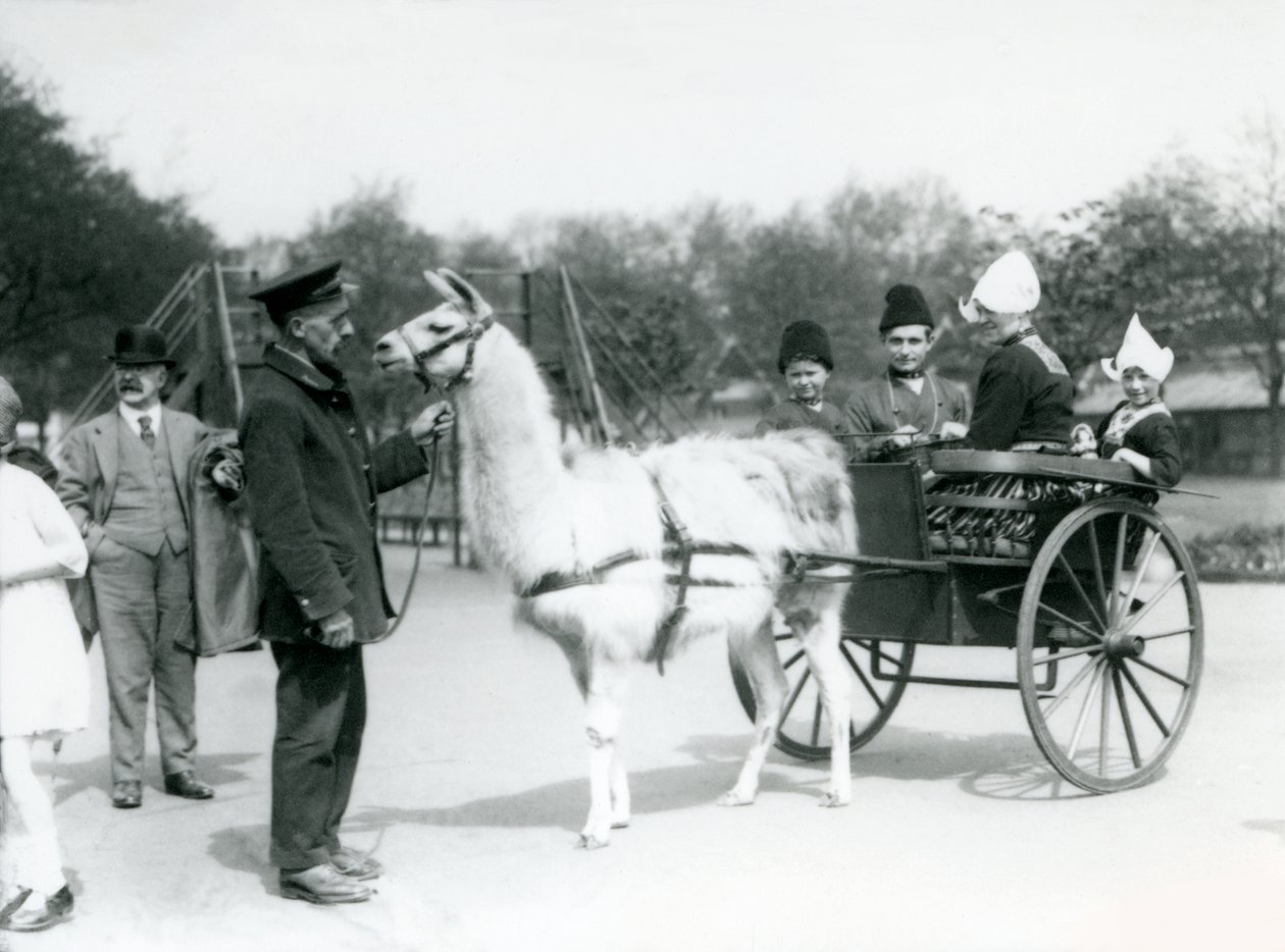 Visitantes armenios paseando en un carro de llamas en el Zoológico de Londres, mayo de 1923 de Frederick William Bond