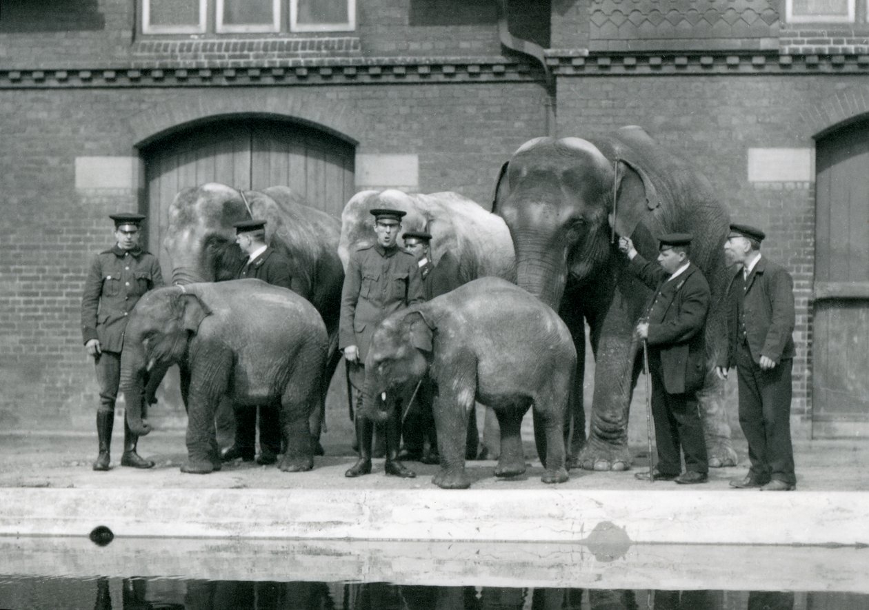 Elefantes Asiáticos con sus cuidadores, incluyendo a Charles Eyles, en el Zoológico de Londres, abril de 1914 de Frederick William Bond