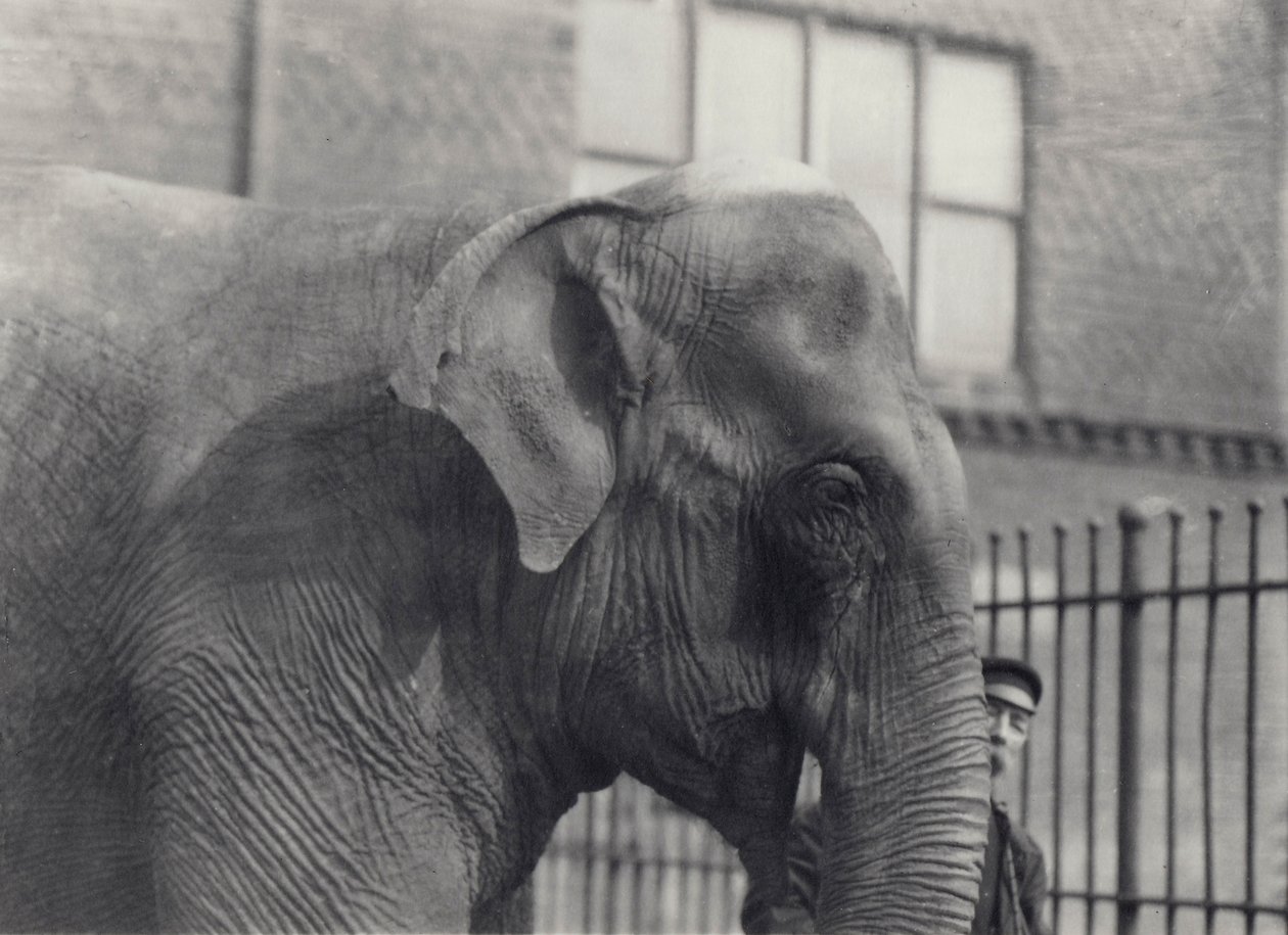 Elefante asiático con cuidador, Zoológico de Londres, 1914 de Frederick William Bond
