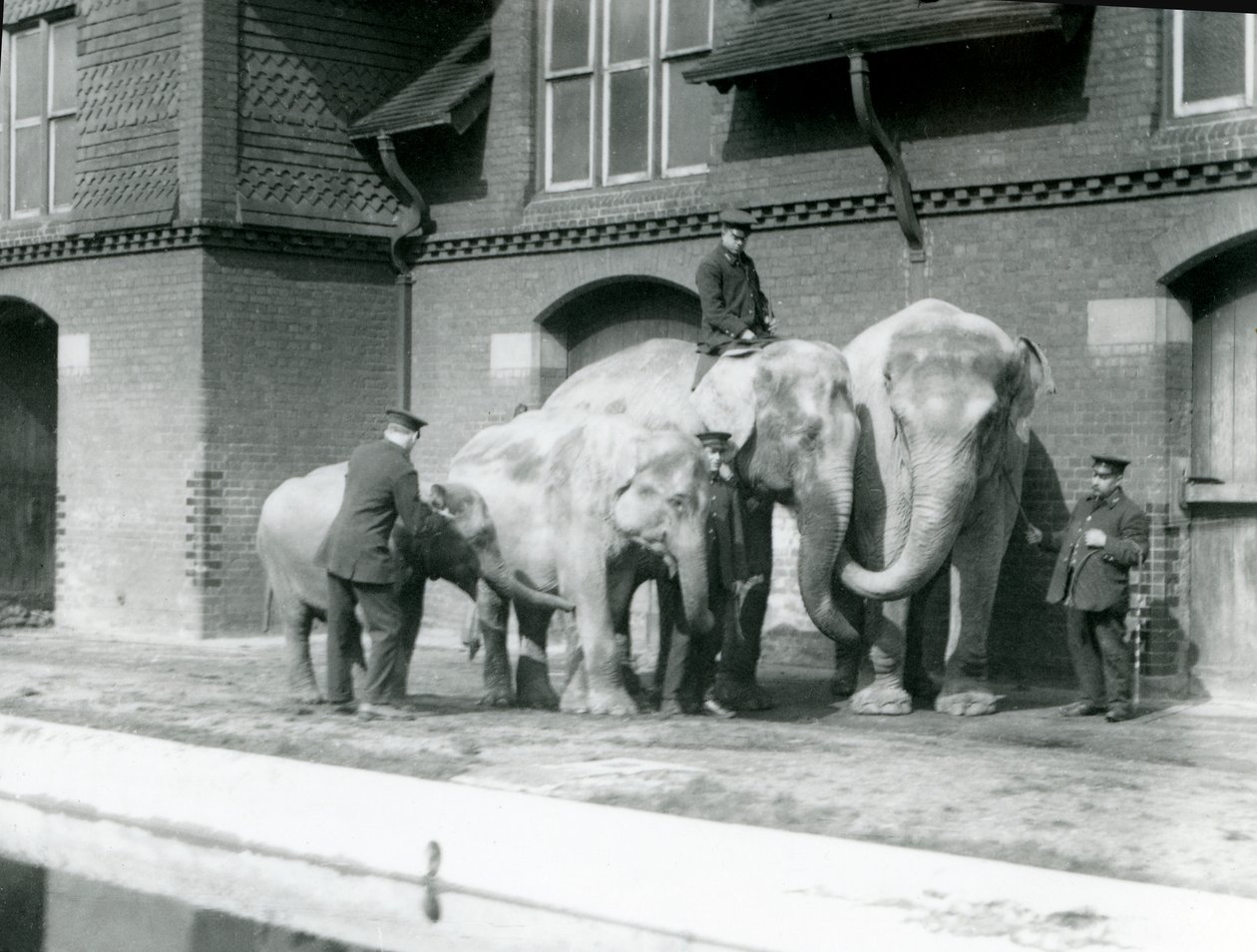 Elefantes asiáticos, dos adultos y dos jóvenes, con sus cuidadores en el Zoológico de Londres, antes de 1930 de Frederick William Bond