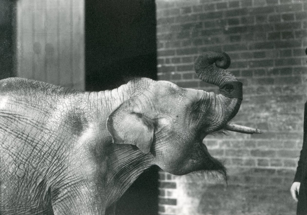 Elefante asiático bebé con cuidador, Zoológico de Londres, noviembre de 1915. El elefante lleva un brazalete alrededor de su trompa. de Frederick William Bond