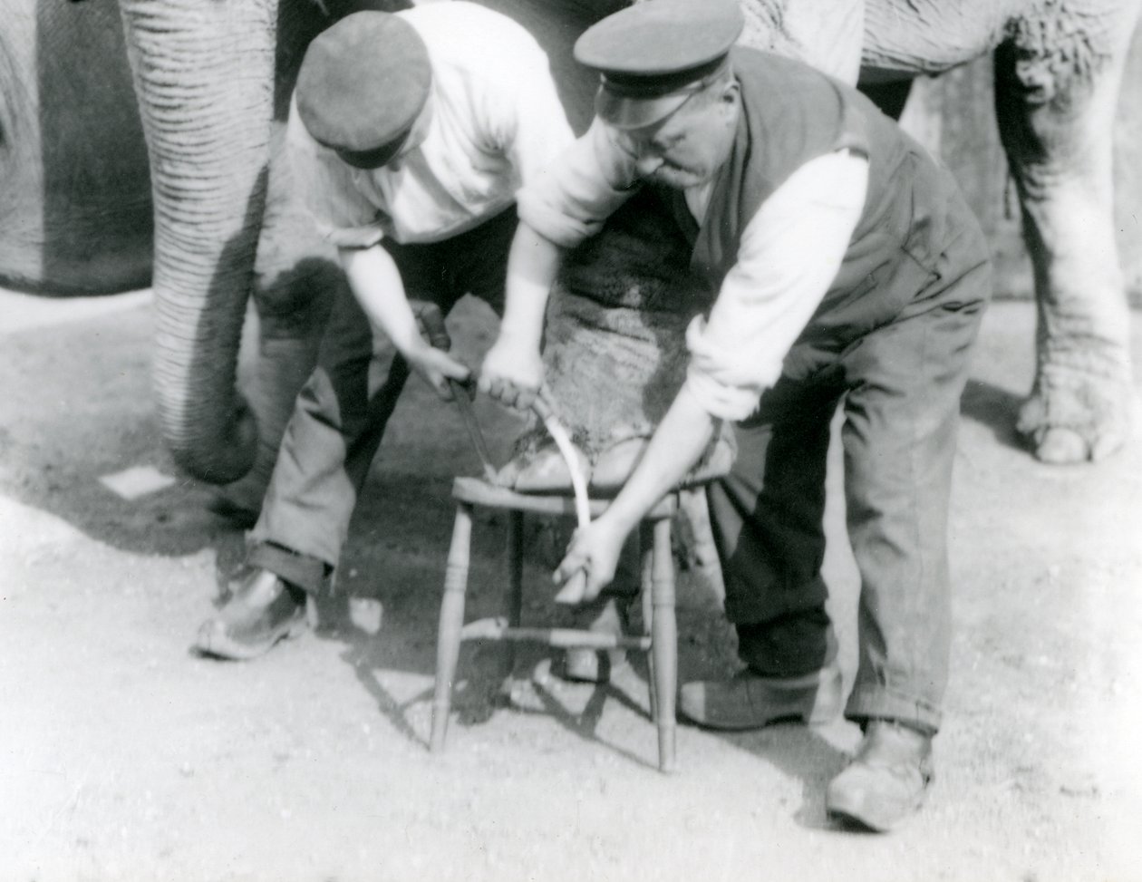 Elefante indio bebé y elefante indio hembra adulta, Assam Lukhi con el cuidador Charles Eyles, recibiendo un corte de uñas en el Zoológico de Londres, septiembre de 1923 de Frederick William Bond