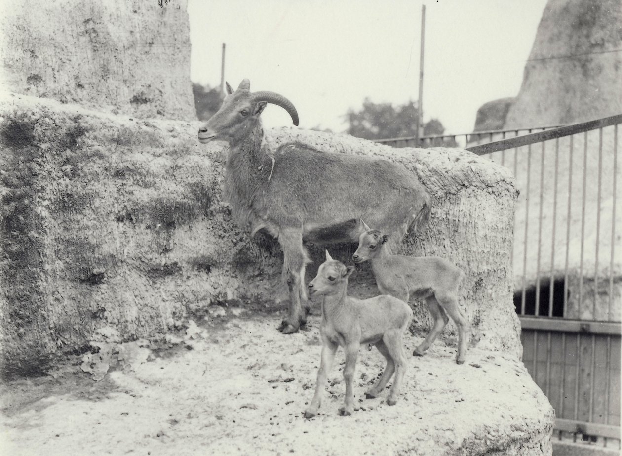 Ovejas de Berbería con dos crías en las Terrazas Mappin, Zoológico de Londres, junio de 1916 de Frederick William Bond
