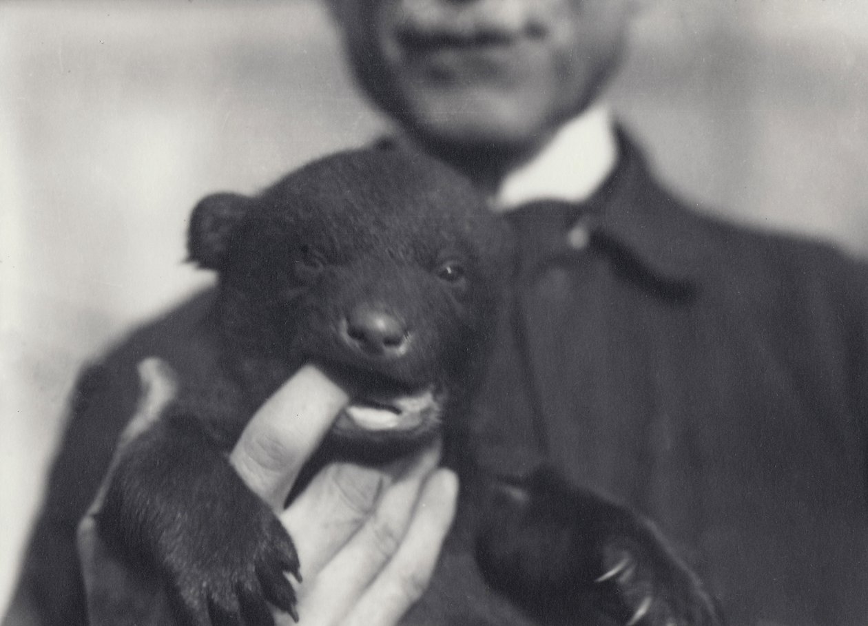Cachorro de Oso Pardo x Negro de 6 Semanas, Mordiendo el Dedo del Guardián que lo Sostiene, en el Zoológico de Londres, Febrero de 1920 de Frederick William Bond