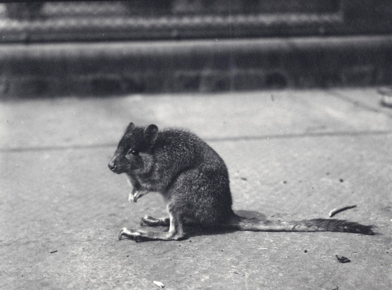 Wallaby de cola de cepillo en el Zoológico de Londres, junio de 1916 de Frederick William Bond