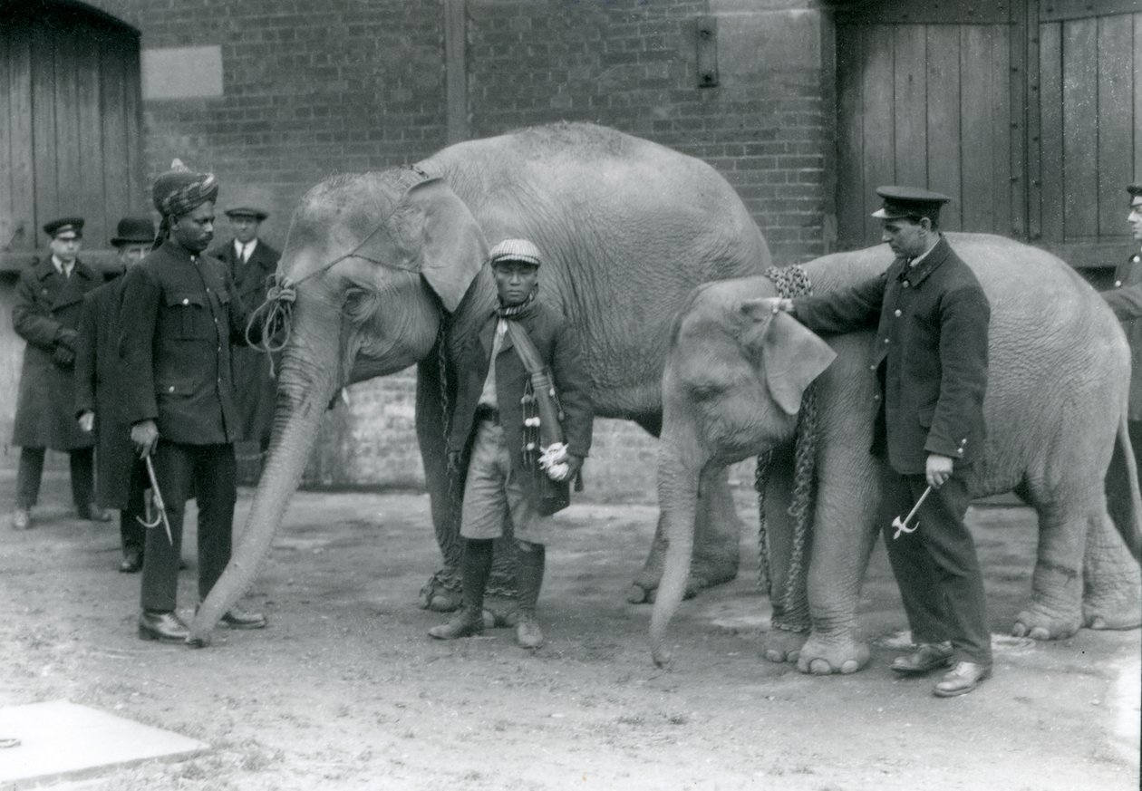Elefantes birmanos con el cuidador Jack Milbourne, Syed Ali (izquierda) y San Dwe (centro), Zoológico de Londres, mayo de 1923 de Frederick William Bond