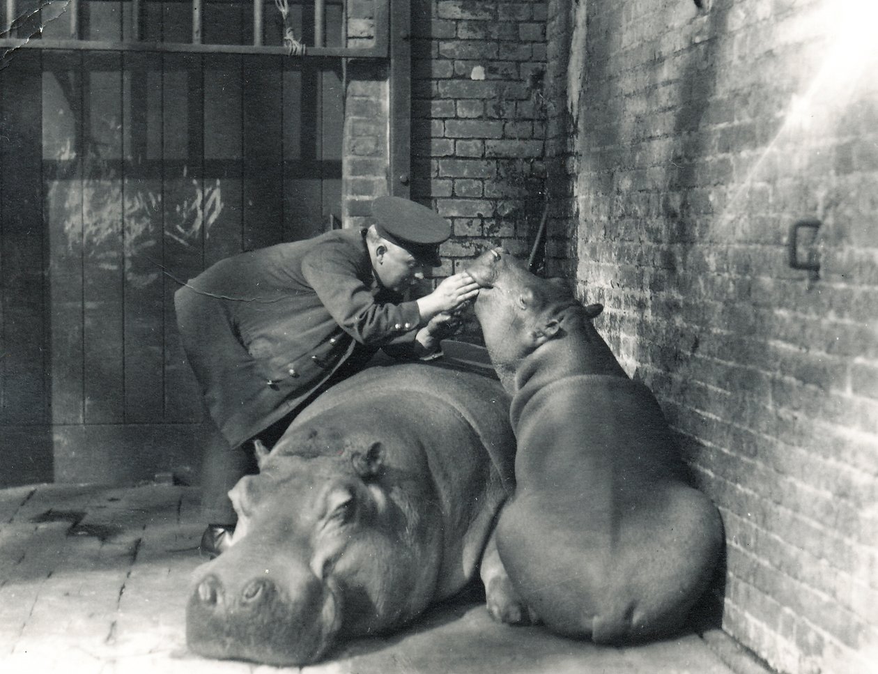 Hipopótamos comunes Jean y Jimmy con el cuidador Ernie Bowman, en el Zoológico de Londres, marzo de 1927 de Frederick William Bond