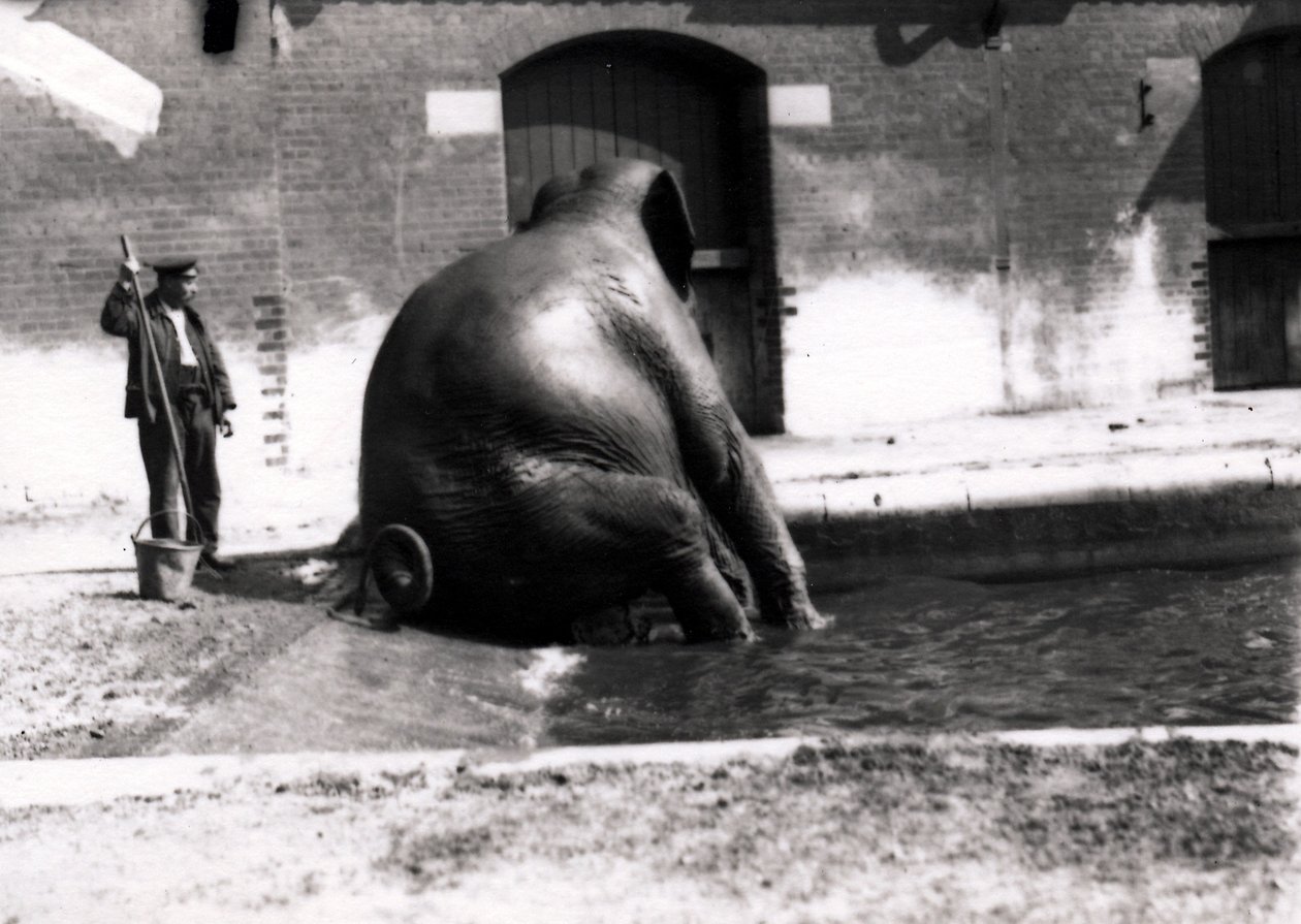 Elefante bañándose de Frederick William Bond