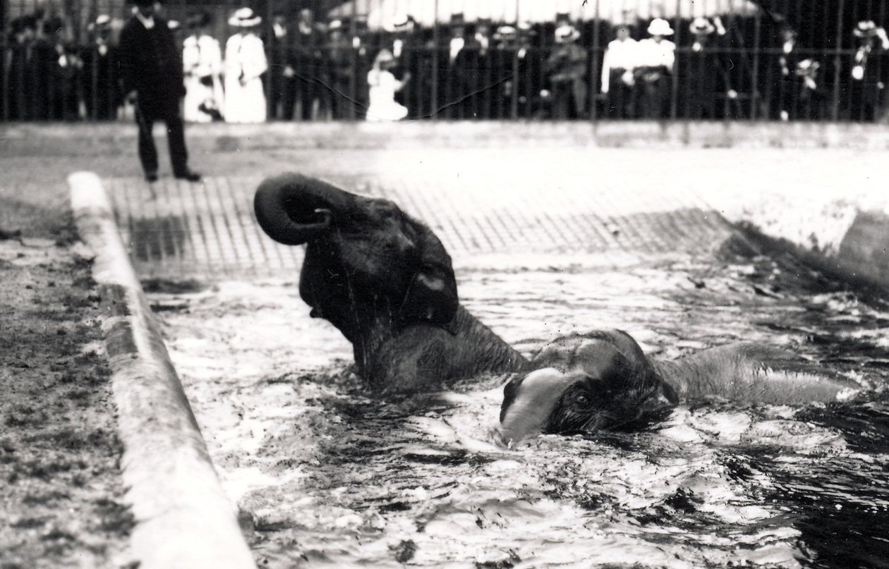 Elefantes bañándose de Frederick William Bond