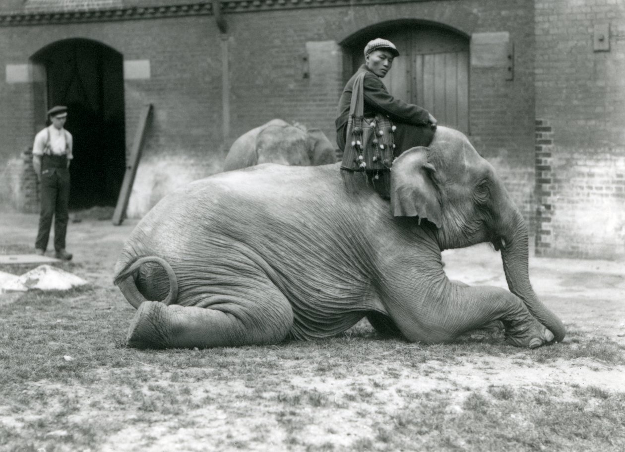 Elefante birmano hembra Mo Gay Ko con el entrenador Law Wee Lee fuera de la Casa de los Elefantes con un cuidador y otro elefante en el fondo, Zoológico de Londres, 1923 de Frederick William Bond