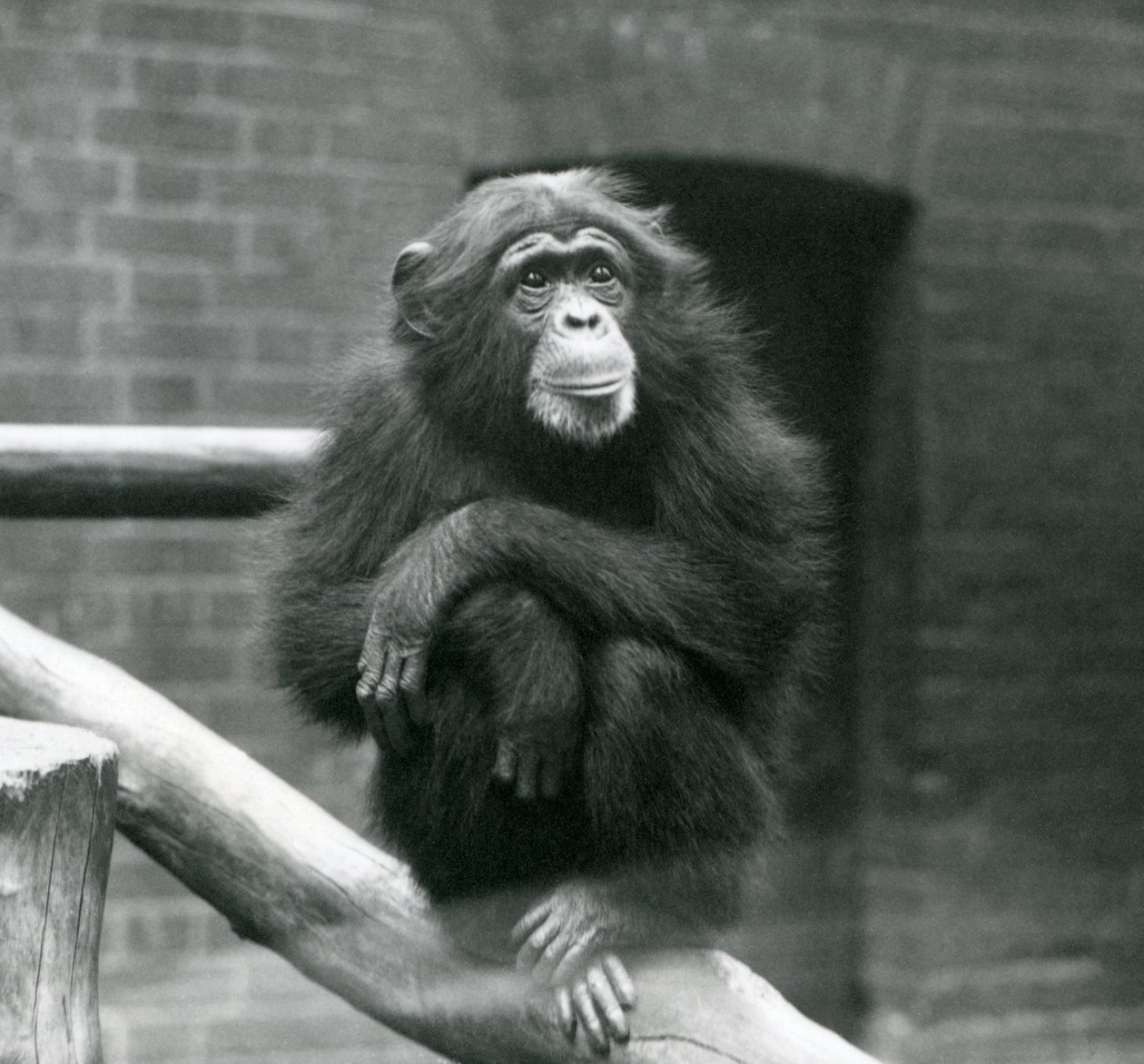 Chimpancé hembra Daisy sentada en una rama en su recinto en el zoológico de Londres, septiembre 1923 de Frederick William Bond
