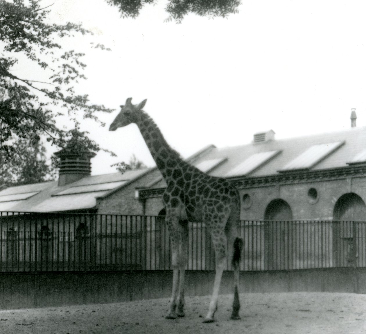 Jirafa hembra Maud, de pie en el corral fuera de la Casa de las Jirafas, zoológico de Londres, 1923 de Frederick William Bond