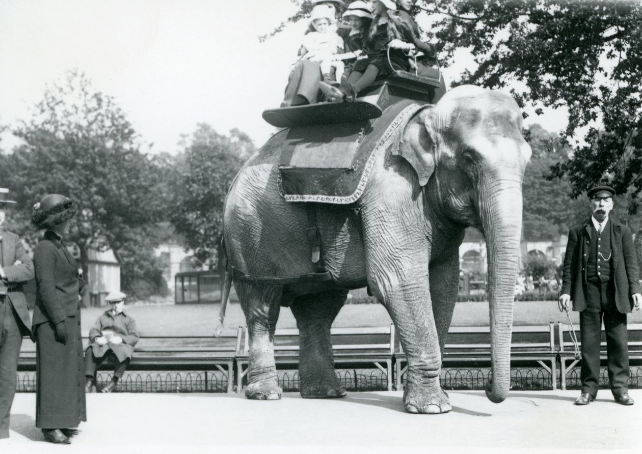 Elefante Indio Hembra 