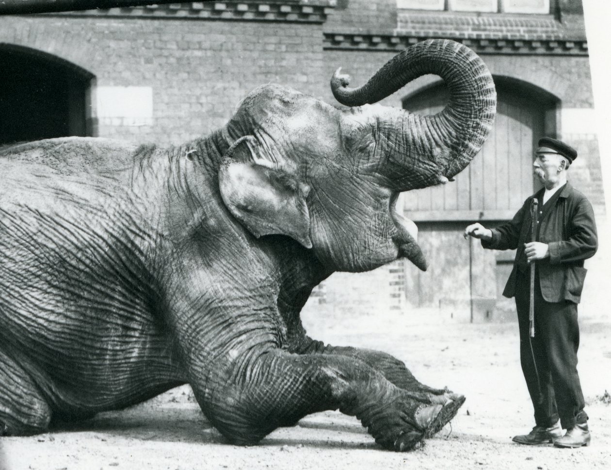 Elefante indio hembra 