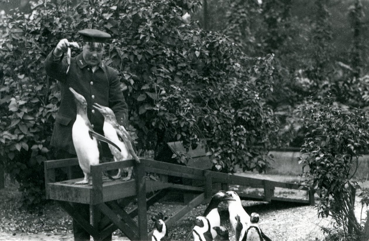 Pingüinos Gentoo, en su trampolín, siendo alimentados con pescado por el cuidador Albert White, mientras los pingüinos de pie negro observan, Zoológico de Londres, 1914 de Frederick William Bond