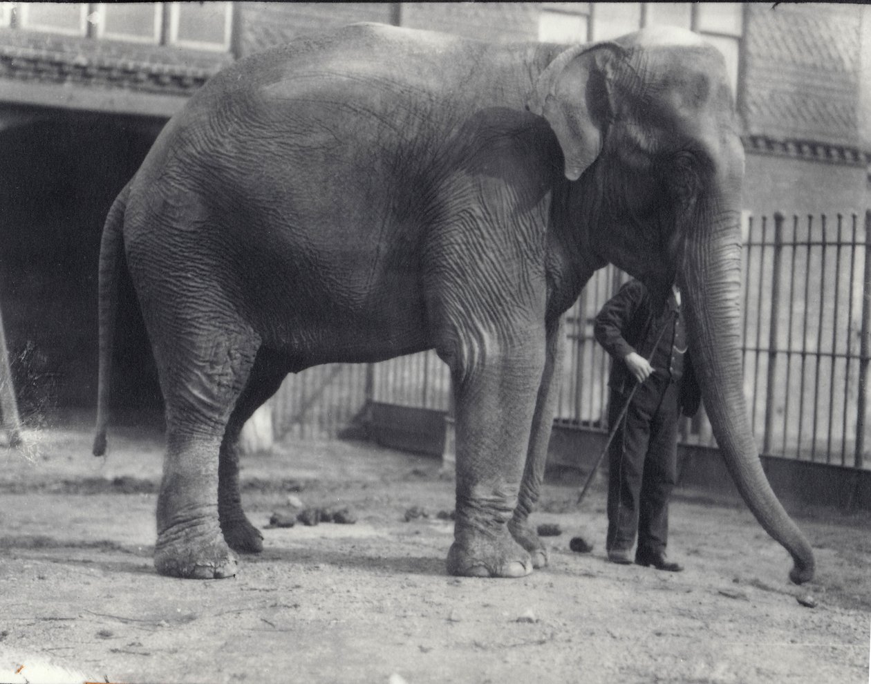 Elefante indio, Assam Lukhi, con cuidador en el Zoológico de Londres, abril de 1914 de Frederick William Bond