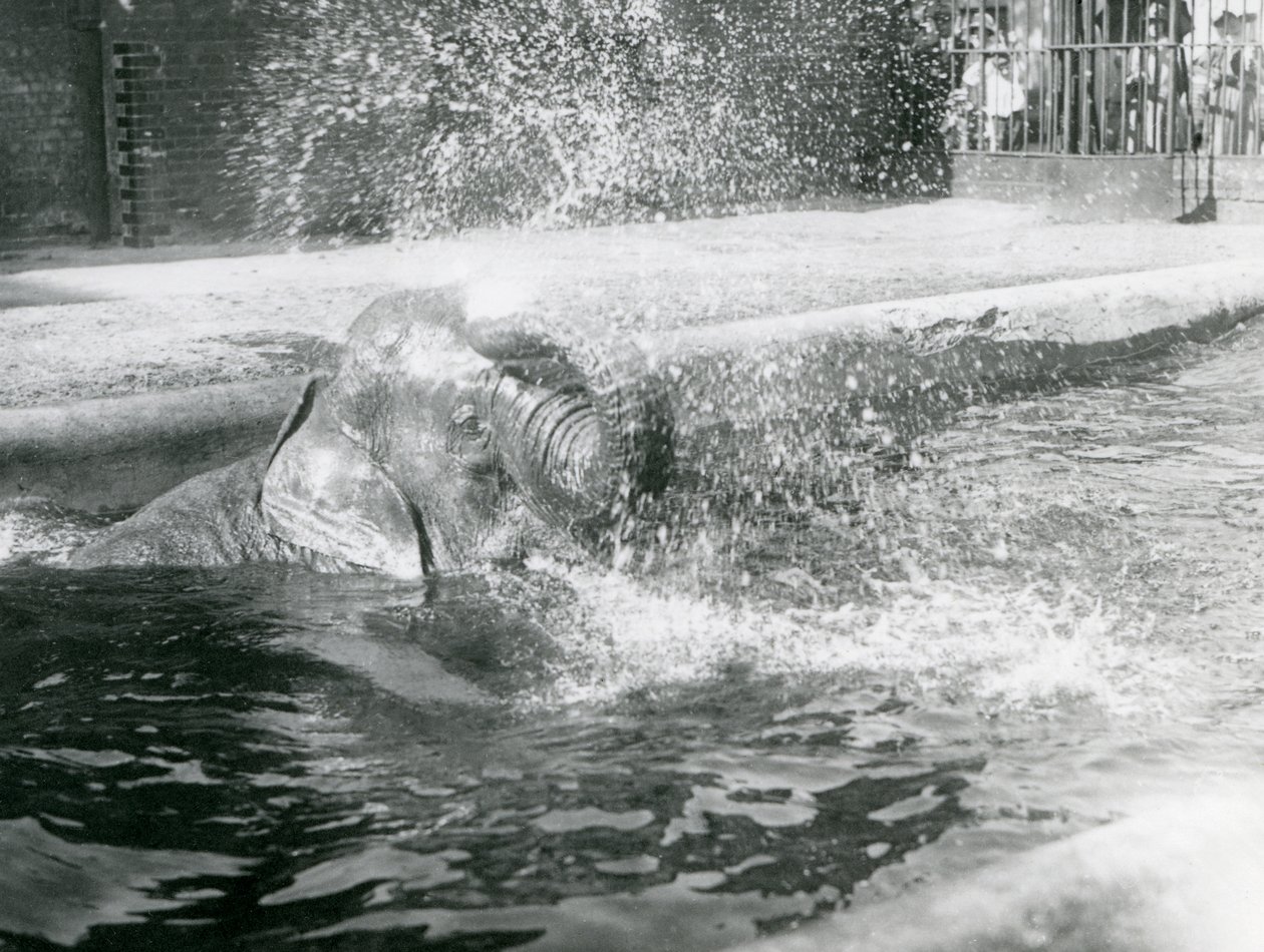Indiarani bañándose en su piscina, Zoológico de Londres, agosto de 1923 de Frederick William Bond