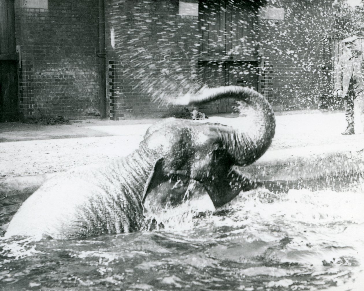 Indiarani bañándose en su piscina, Zoológico de Londres, agosto de 1923 de Frederick William Bond