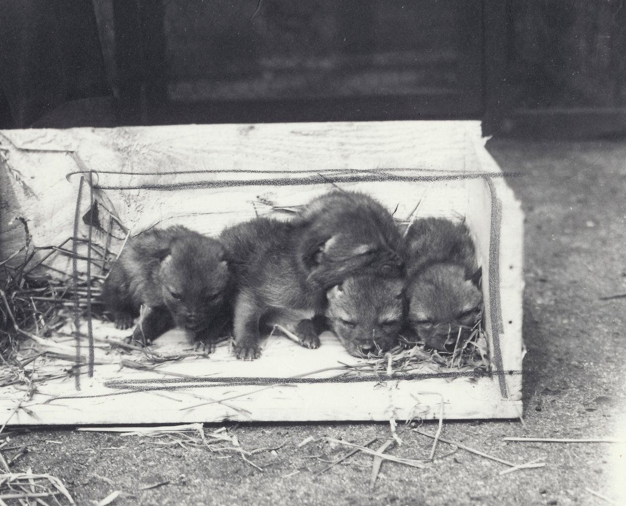 Cachorros de chacal en una caja, 1915 de Frederick William Bond