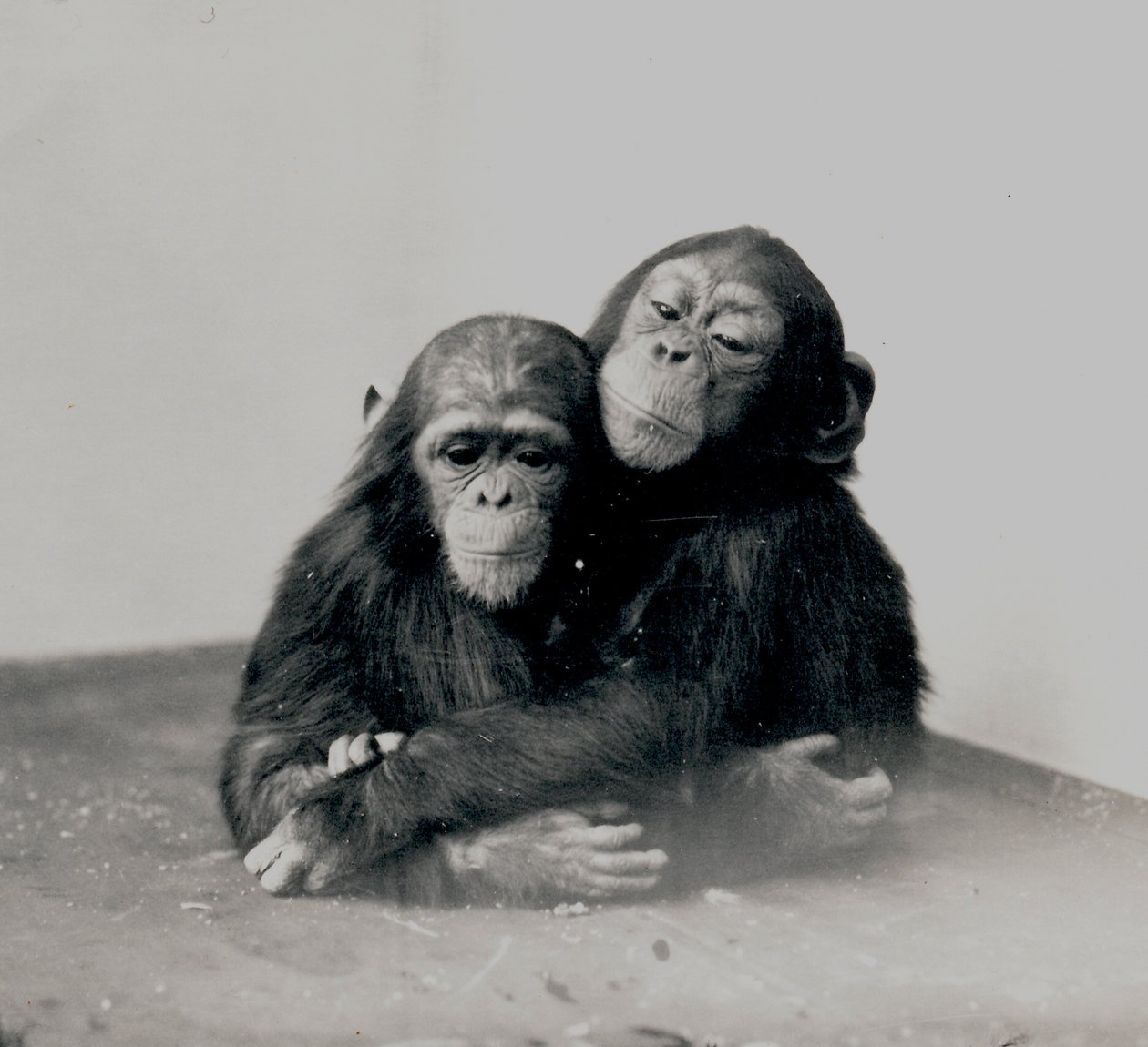 Johnnie y un amigo, dos chimpancés del Zoológico de Londres, 1923 de Frederick William Bond