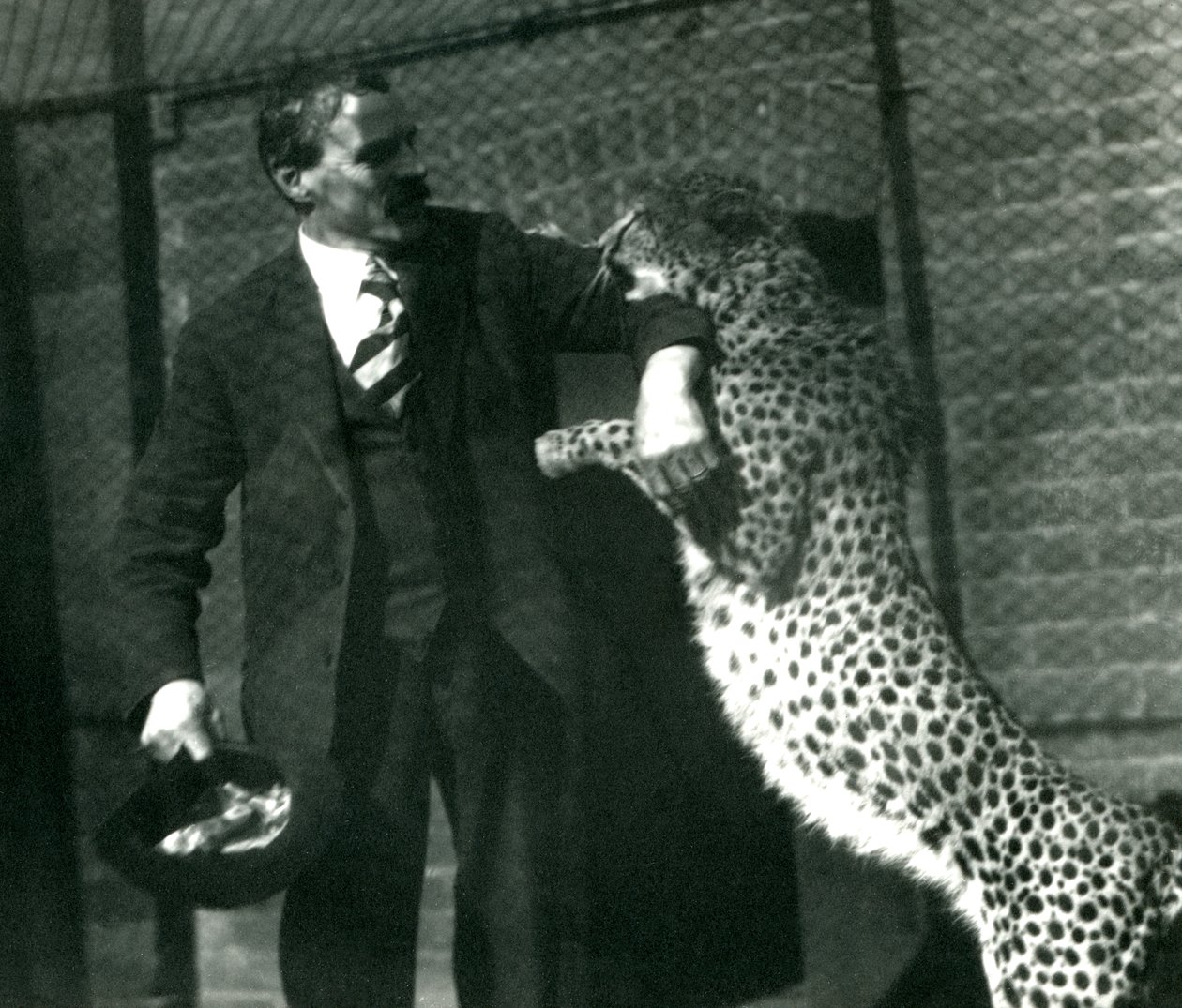 El cuidador Charles Dixon con un guepardo juguetón en el Zoológico de Londres, octubre de 1922 de Frederick William Bond