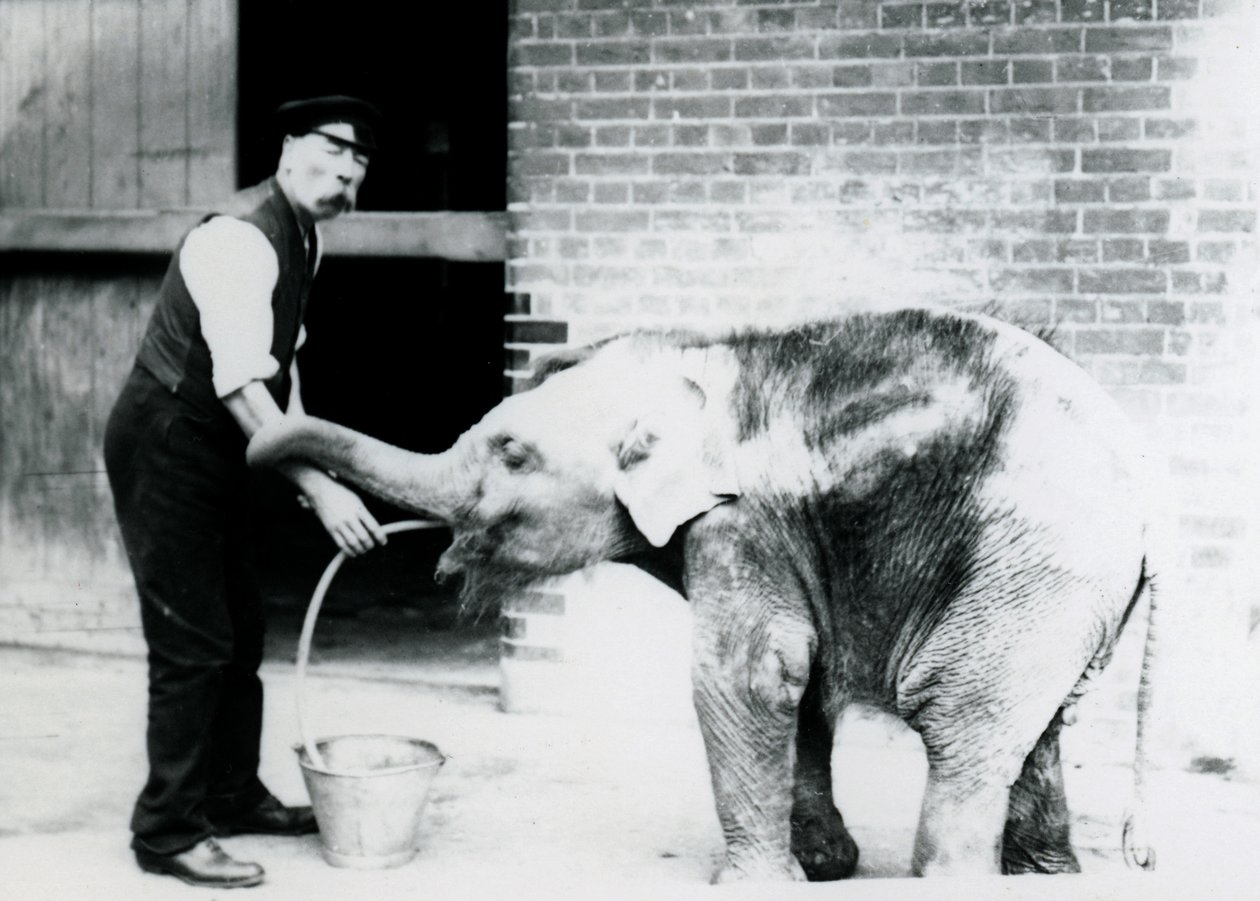 El guardián Charles Eyles alimentando a un elefante asiático bebé con un tubo, en el Zoológico de Londres en 1913 de Frederick William Bond