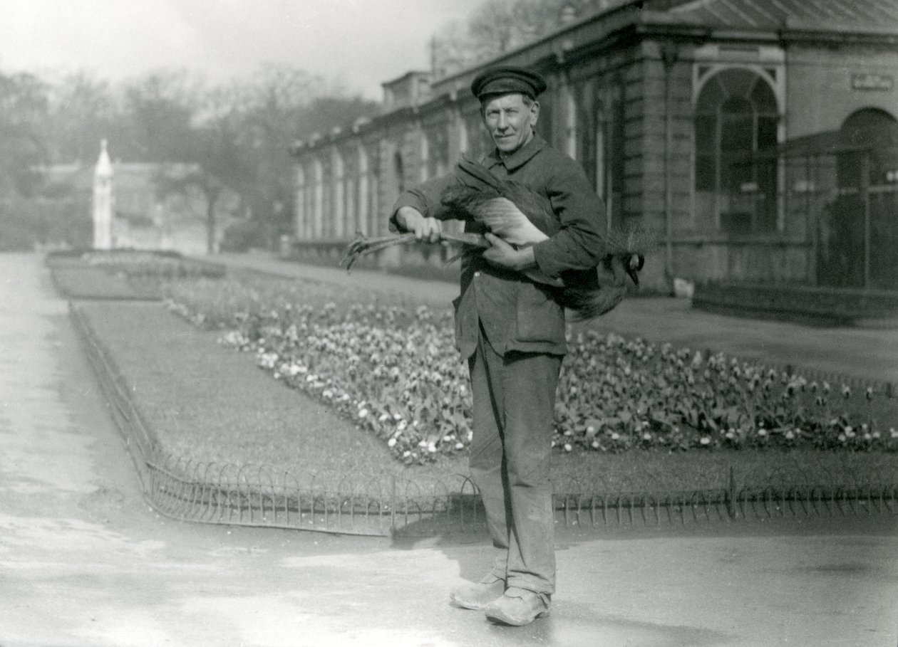 El cuidador G. Blore llevando una grulla coronada gris, Zoológico de Londres, mayo de 1923 de Frederick William Bond